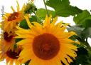 sunflowerbh.jpg